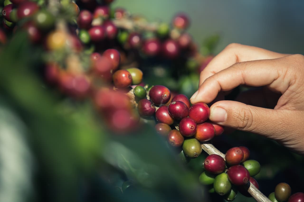 Ekspor Tembus US$1,63 Miliar: Kementan Perkuat Hulu hingga Hilir, Pacu Hilirisasi Kopi Indonesia