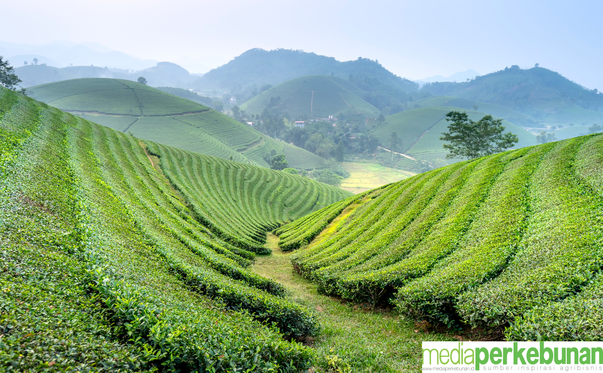 Daftar Kebun Teh Terindah di Indonesia: Tambi, Wonosari, sampai Bogor