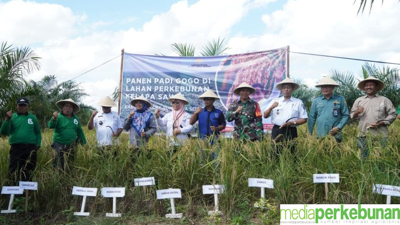 Kesatria Bawa Untung, Petani OKI Berhasil Panen Padi Gogo