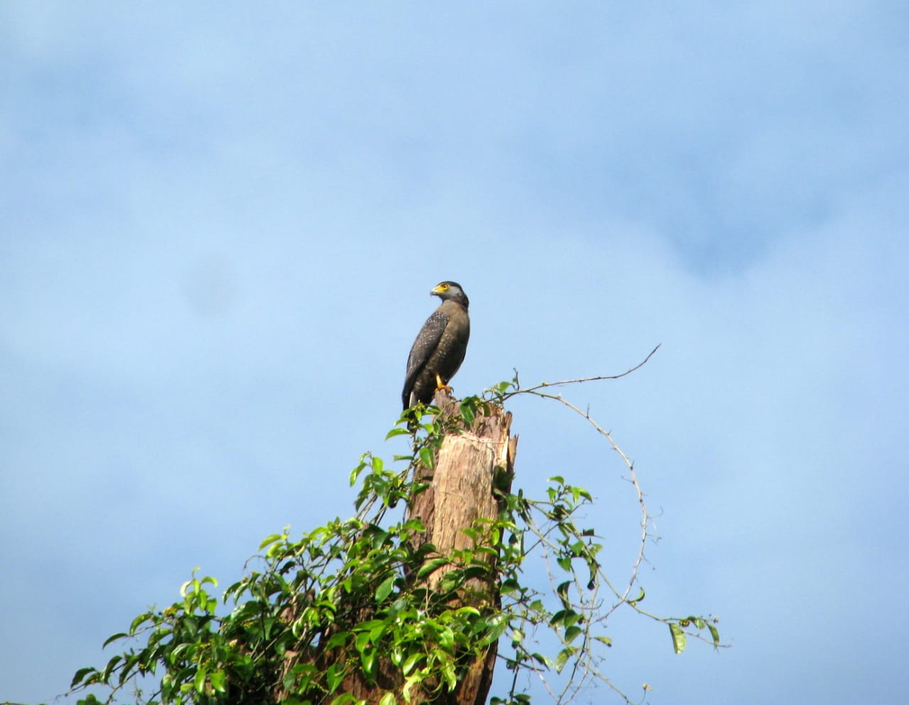 PT MSM Konservasi Burung Pemangsa di Kalimantan