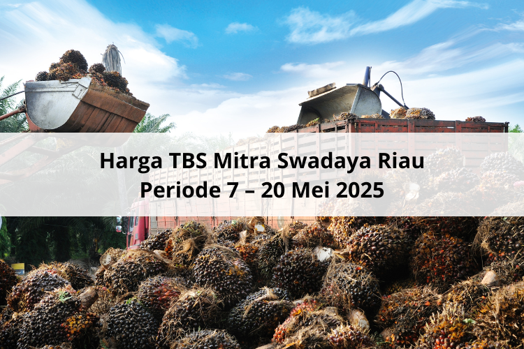 Turun Rp 28,39 per Kg Harga TBS Mitra Swadaya Riau Periode 7–20 Mei 2025