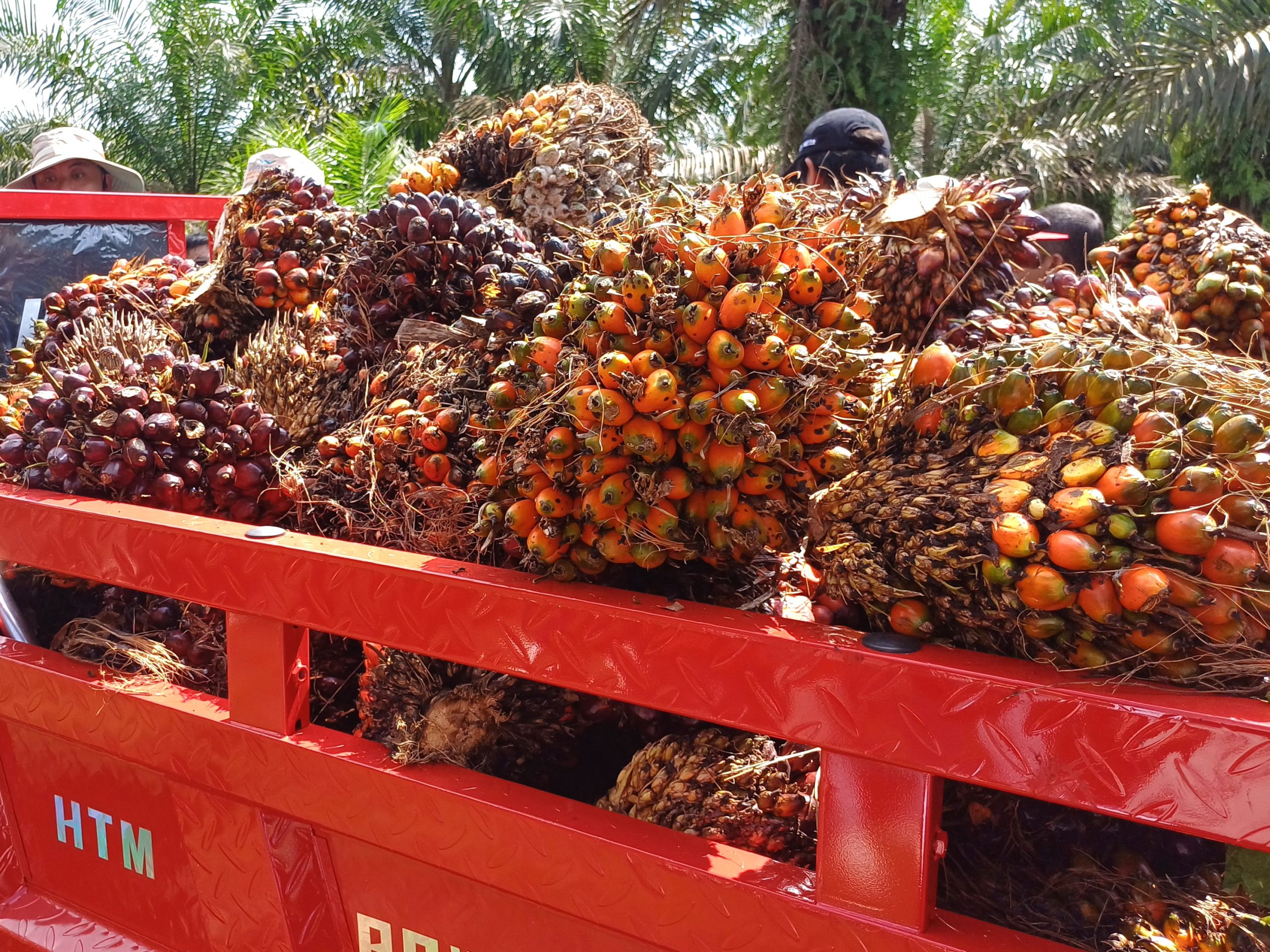 Harga Tandan Buah Segar (TBS) Sawit Kemitraan Swadaya Riau Periode 27 Mei – 2 Juni 2026 Mengalami Penurunan
