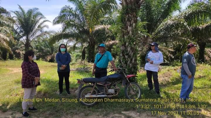 TAHUN 2026-2027 BALIT PALMA AKAN PRODUKSI KECAMBAH SAWIT MURAH UNTUK RAKYAT