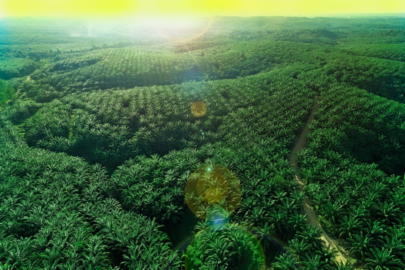 Teladan Prima Agro Tetapkan Dividen Interim Rp258,93 Miliar untuk Tahun Buku 2026