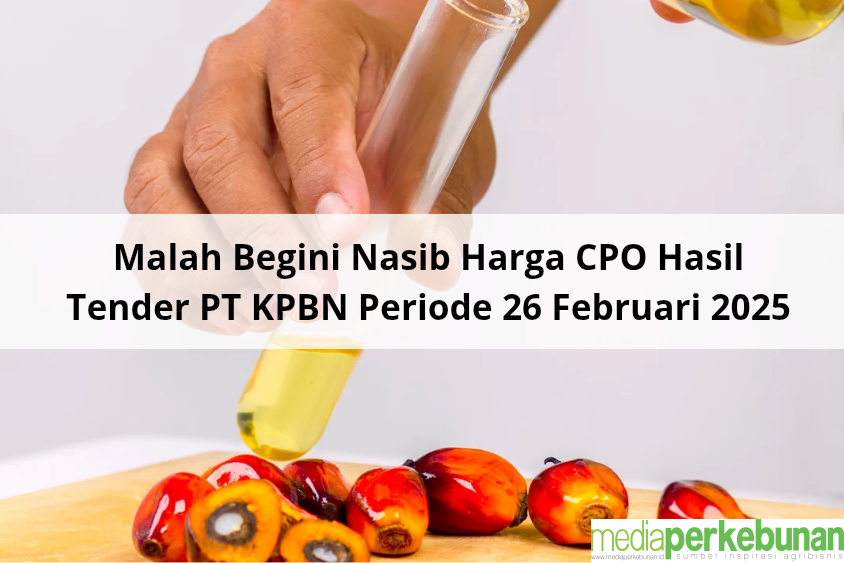 Malah Begini Nasib Harga CPO Hasil Tender PT KPBN Periode 26 Februari 2025