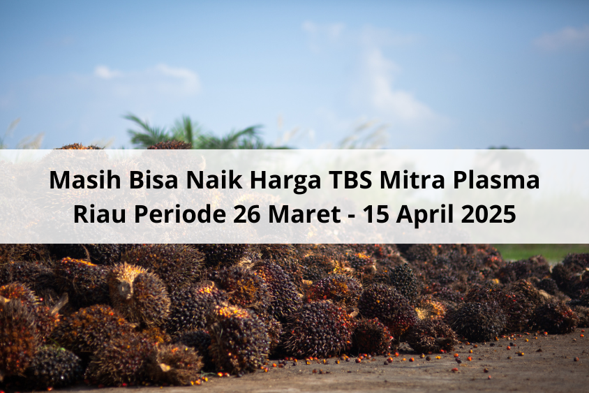 Masih Bisa Naik Harga TBS Mitra Plasma Riau Periode 26 Maret – 15 April 2025