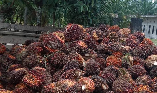 Harga Sawit Riau Terkerek Naik