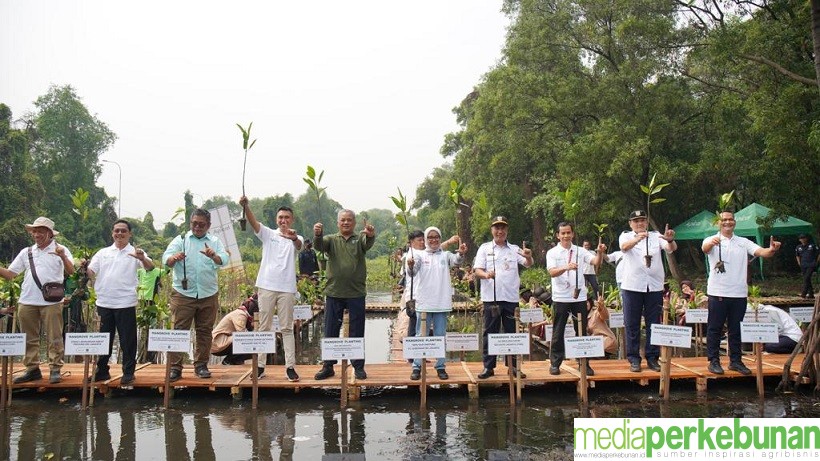 Apical Percepat Perlindungan Ekosistem dengan Penanaman 3.000 Pohon Mangrove di Jakarta