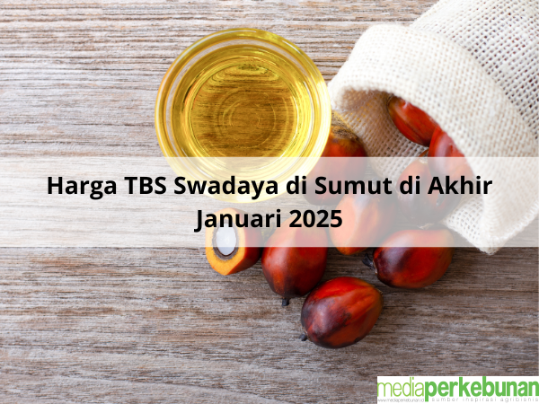 Segini Harga TBS Swadaya di Sumut di Akhir Januari 2025