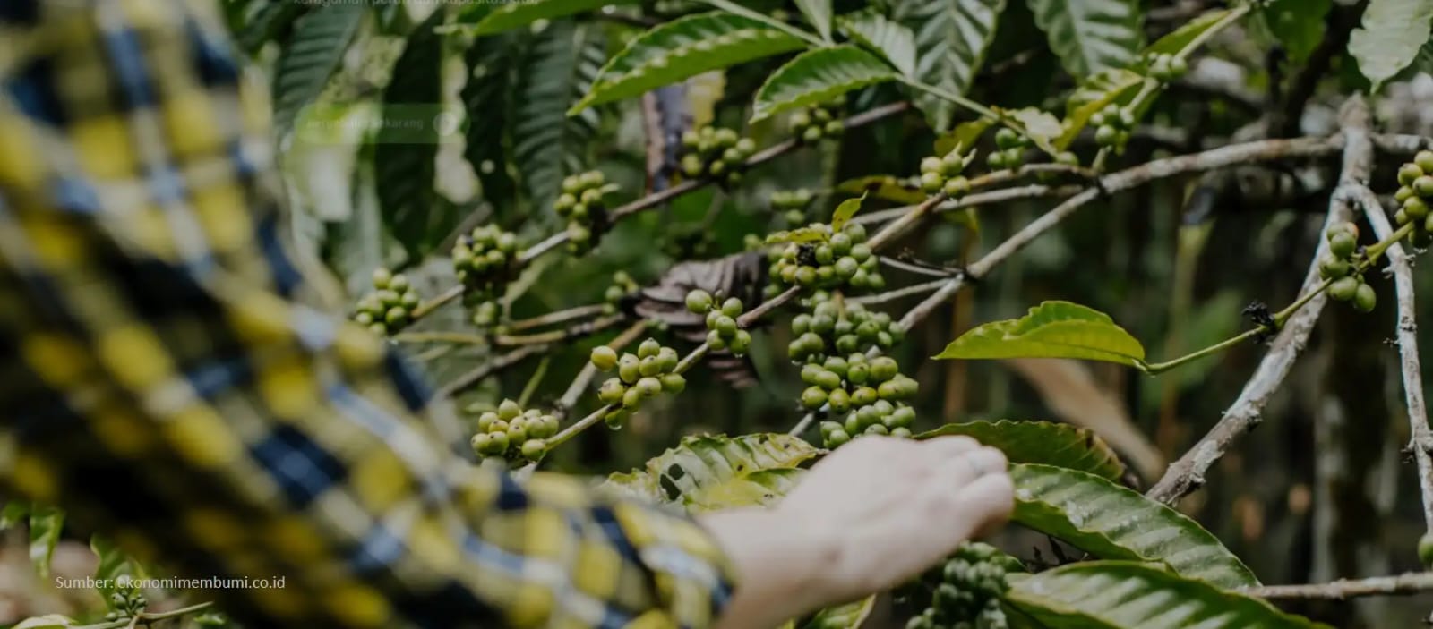 Demi Kopi Berkualitas, BRIN dan Swasta Gelar Riset Bersama