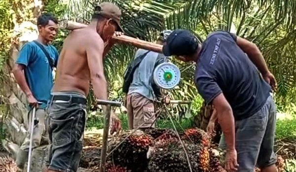 Harga Biodiesel untuk Periode April 2025 Ini Mendekati Rp 14.300 Per Liter