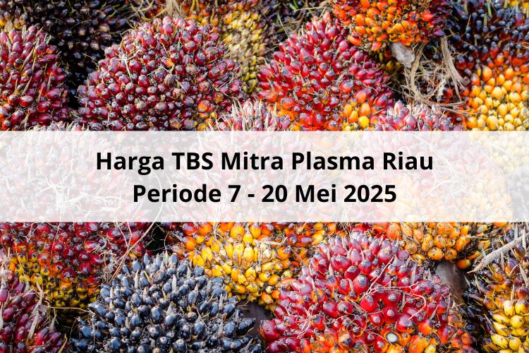 Semakin Banyak Penurunan Harga TBS Mitra Plasma Riau Periode 7 – 20 Mei 2025