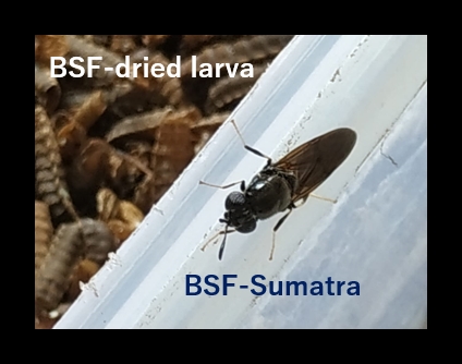 PPKS BERHASIL UJICOBA EKSTRAK LARVA BSF SEBAGAI IMMUNOMODULATOR POTENSIAL PENANGKAL COVID -19