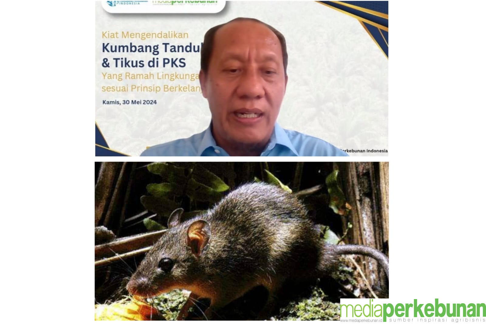 Tiga Cara Pengendalian Hama Tikus di Perkebunan Kelapa Sawit