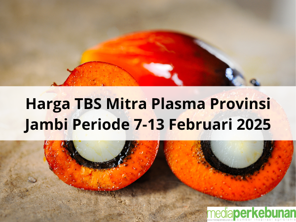 Lumayanlah, Naik Rp. 67,15 Per Kg Harga TBS Mitra Plasma Provinsi Jambi Periode 7-13 Februari 2025