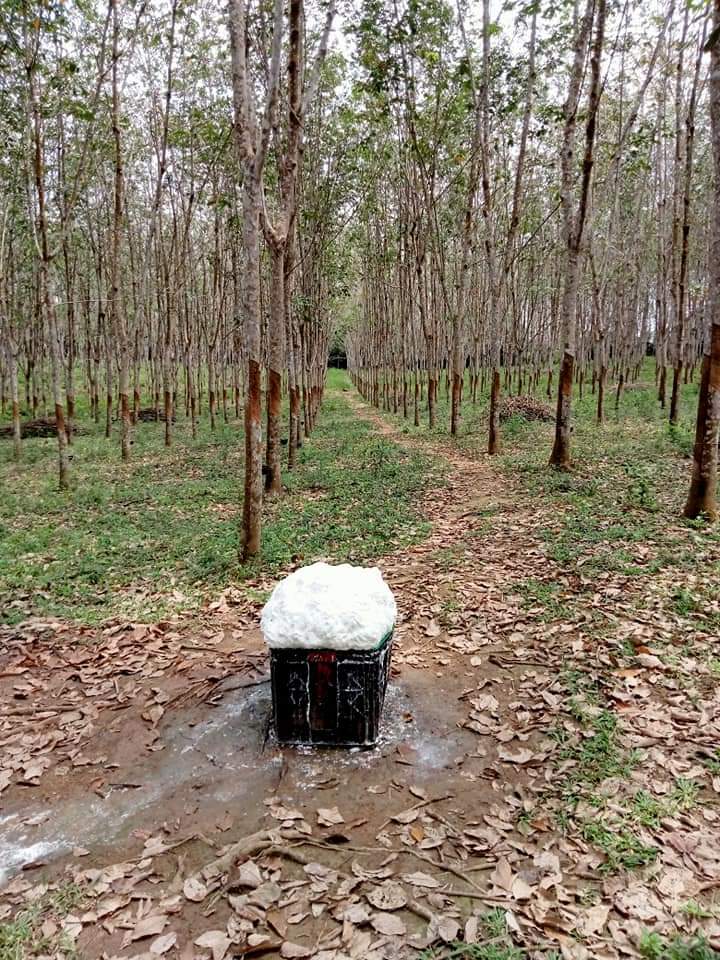 PENYEBAB PRODUKSI KARET TURUN