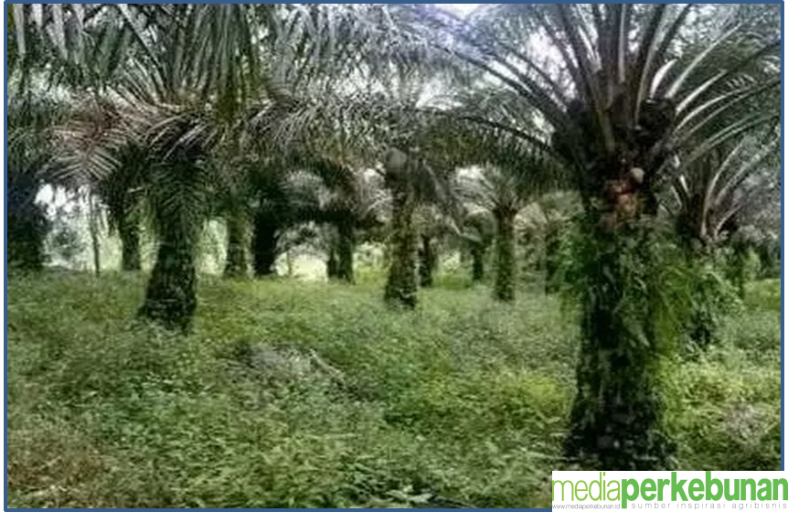 DITJENBUN : KENDALIKAN GULMA DENGAN PHT