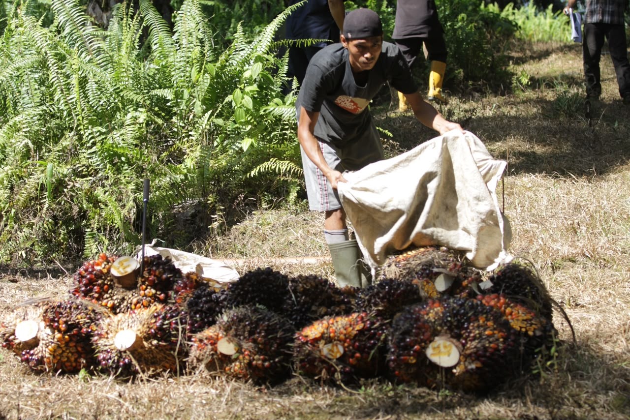Tidak Ada Pencuri Sawit Tipe "Survival Sesuap Nasi": Sindikat Pencuri Sawit Ancam Petani, Pekerja, dan Iklim Usaha Perkebunan