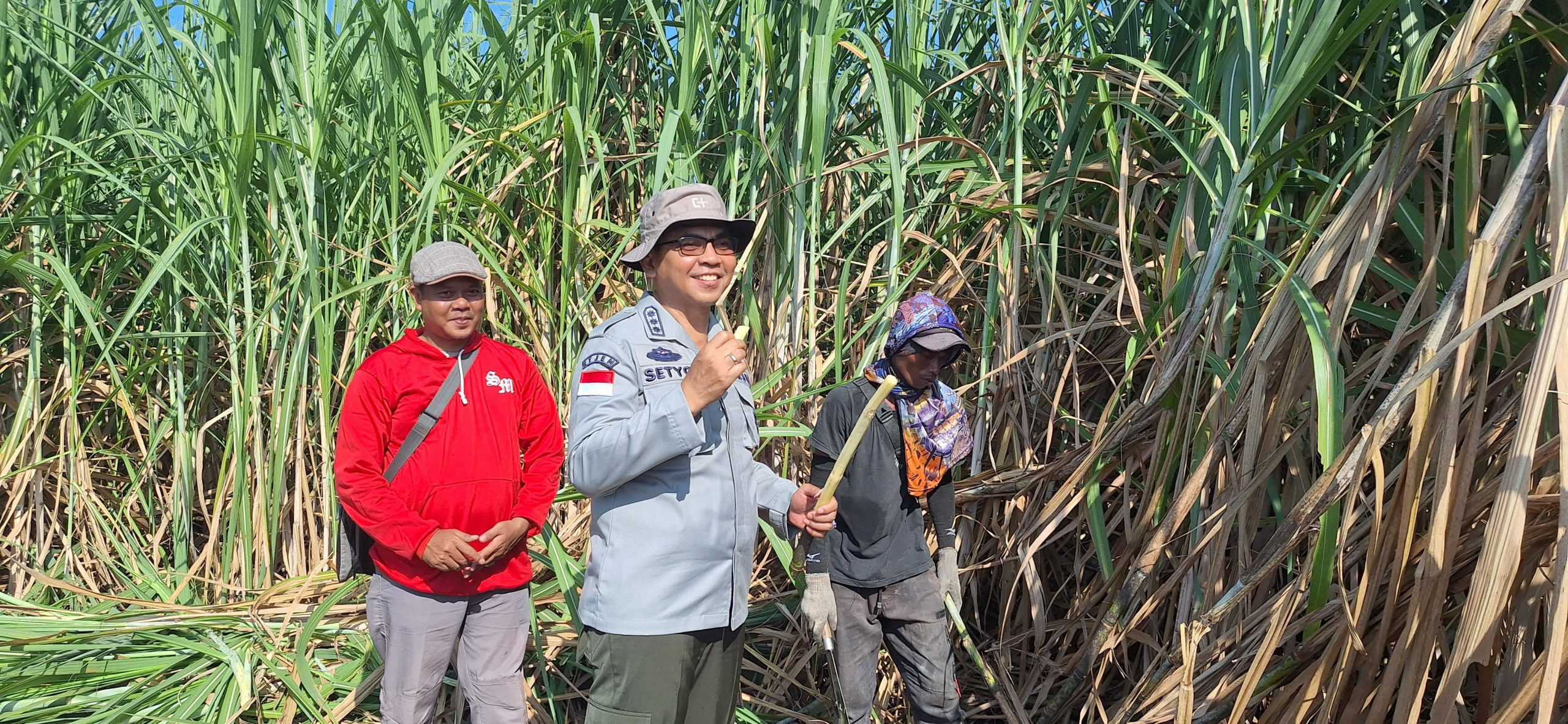 Kementan ke Cirebon, Tinjau Langsung Produksi Padi sampai Tebu