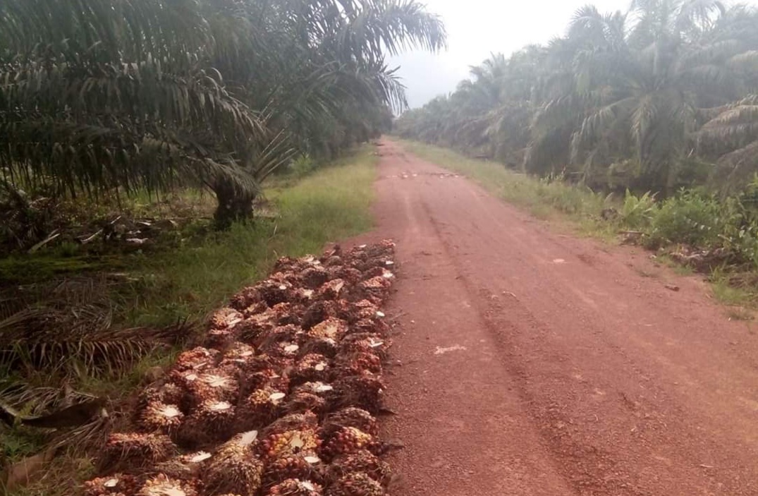 PERLU ADA PIR POLA BARU BERBASISKAN PIR LAMA