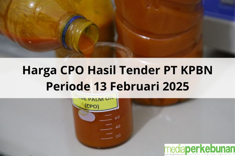 Batal ke Rp 15.000 Per Kg Harga CPO Hasil Tender PT KPBN Periode 13 Februari 2025