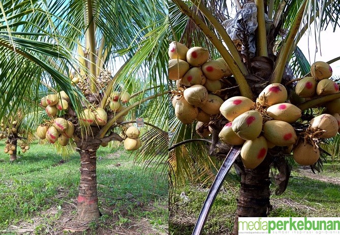 Indonesia Akan Segera Akselerasi Produksi Kelapa Hibrida