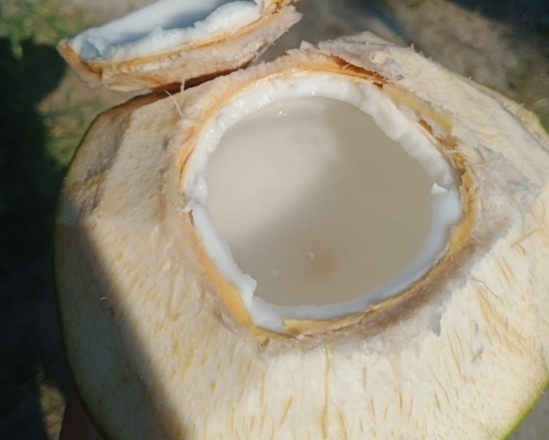 Ditengah Covid-19, Permintaan Kelapa Pandan Wangi Tetap Tinggi