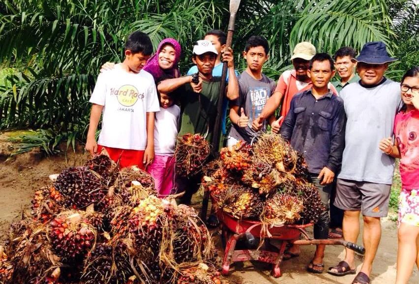 Nyaris Amblas Rp 200 per Kg Harga TBS Mitra Plasma Riau Periode 21 – 27 Mei 2025