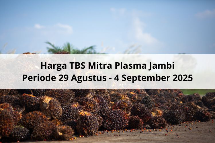 Petani Sawit Mitra Plasma Jambi Full Senyum Lihat Harga TBS Periode 29 Agustus – 4 September 2025