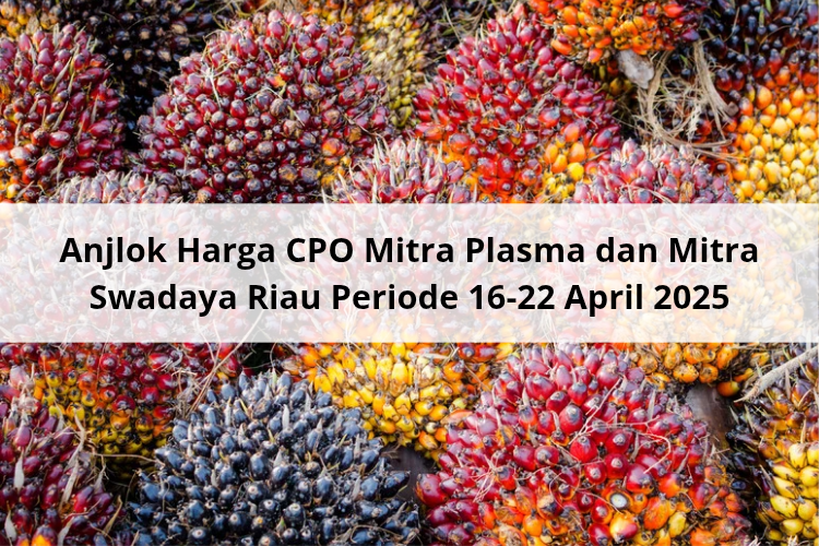 Anjlok Harga CPO Mitra Plasma dan Mitra Swadaya Riau Periode 16 – 22 April 2025