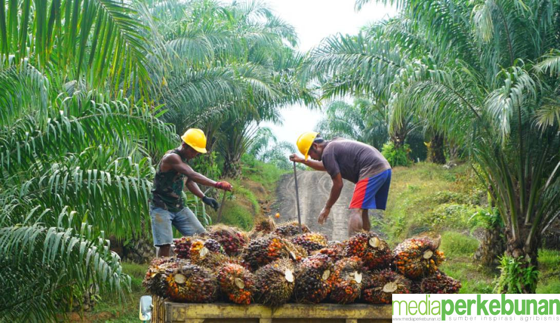 Harga TBS Petani Mitra Swadaya di Riau Naik