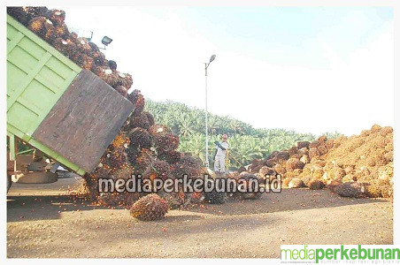 KUARTAL III 2023, DSNG BUKUKAN PENDAPATAN RP 6,6 TRILIUN