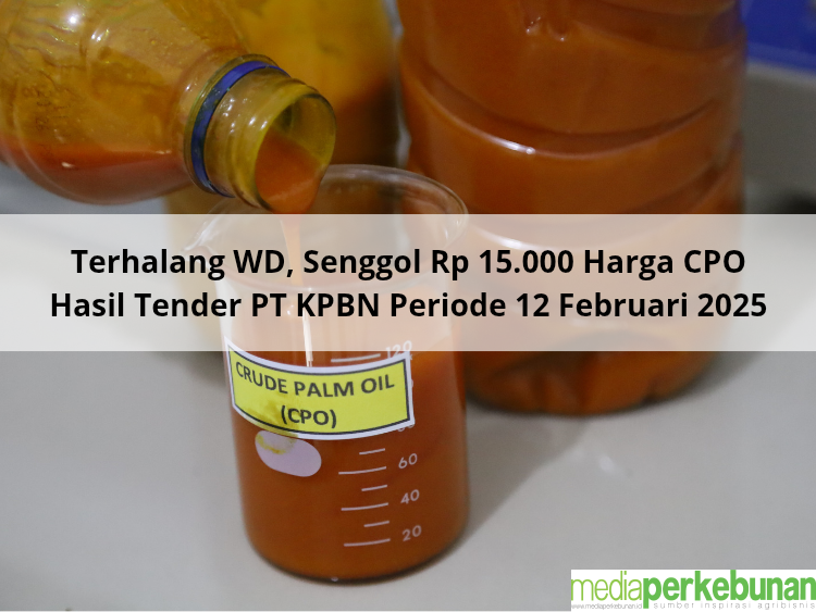 Terhalang WD, Senggol Rp 15.000 Harga CPO Hasil Tender PT KPBN Periode 12 Februari 2025