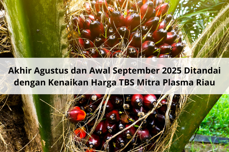 Akhir Agustus dan Awal September 2025 Ditandai dengan Kenaikan Harga TBS Mitra Plasma Riau