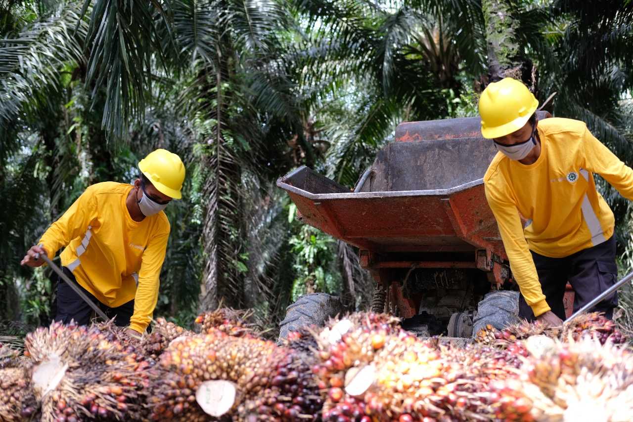 Potensi Perkebunan Sawit Rakyat yang Berkelanjutan
