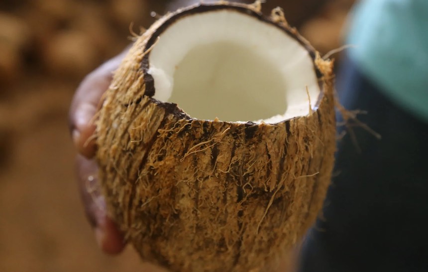 Perkebunan Kelapa Bulat di Indonesia Lebih 3 Juta Ha, Terbanyak Ada di Provinsi Kaya Minyak