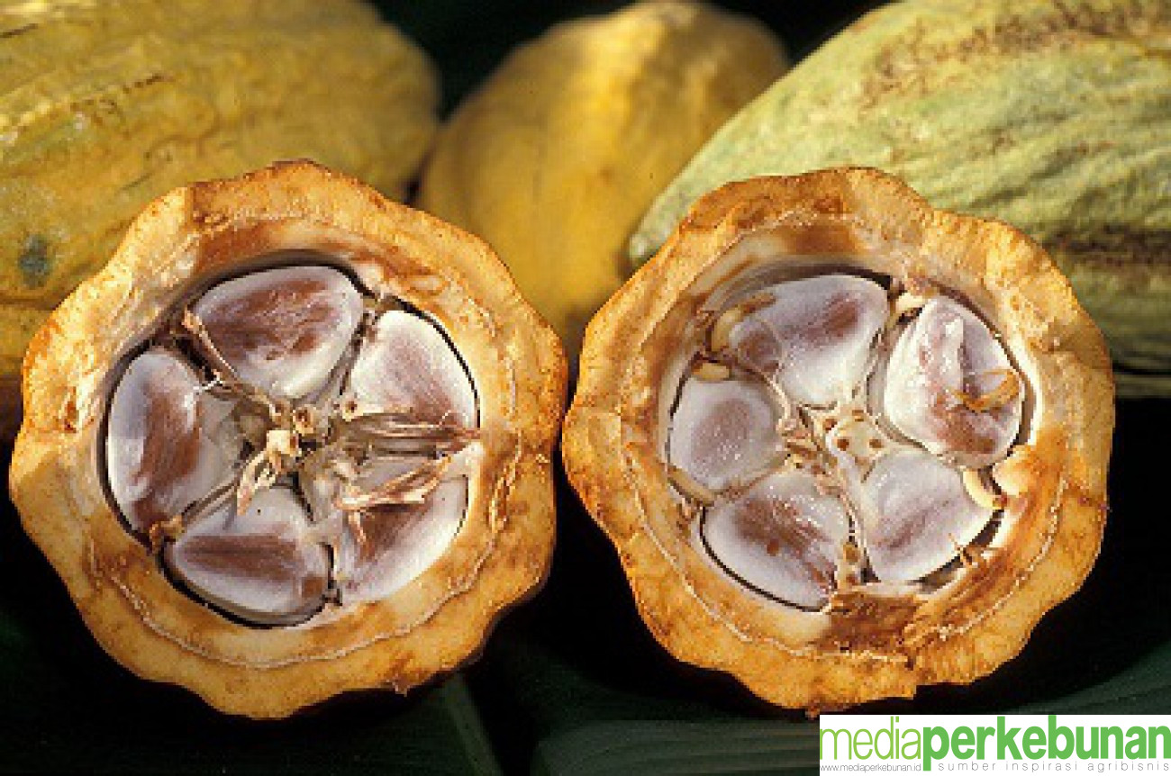 Hore! Harga Kakao Non Fermentasi Maret 2024 Naik Tajam  