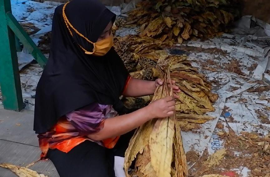 Ditengah Pademi, Tembakau Masih Memukau