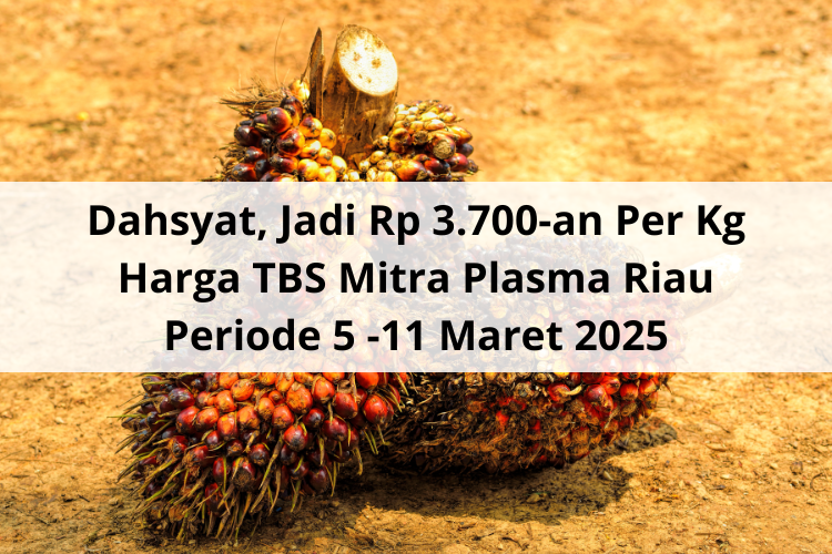 Dahsyat, Jadi Rp 3.700-an Per Kg Harga TBS Mitra Plasma Riau Periode 5 -11 Maret 2025