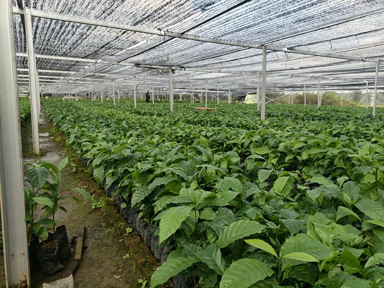 Kementan Siapkan Mitigasi Kopi Hadapi Kekeringan