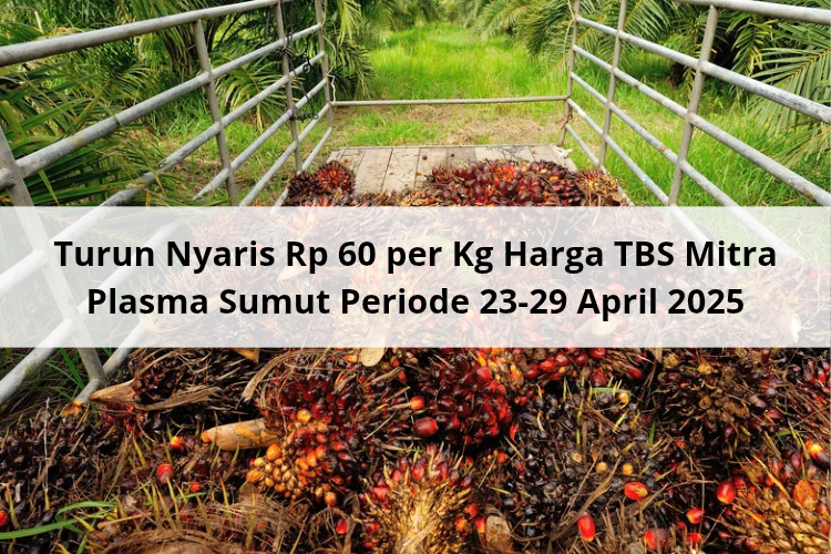 Turun Nyaris Rp 60 per Kg Harga TBS Mitra Plasma Sumut Periode 23-29 April 2025