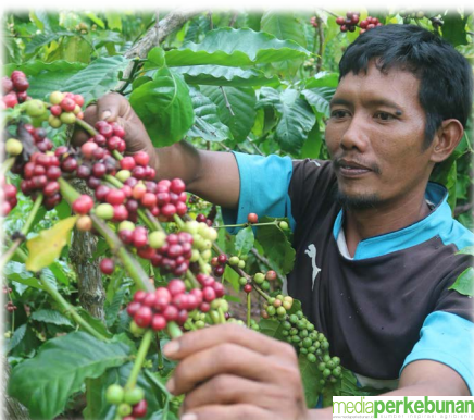 WILD CONSERVATION SOCIETY BINA PETANI KOPI BUKIT BARISAN SELATAN