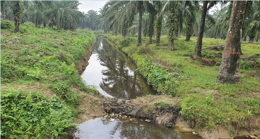 WATER MANAGEMENT, KUNCI MENANAM KELAPA SAWIT DI LAHAN DEFISIT AIR