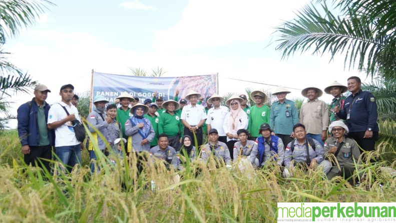Kesatria Bawa Untung, Petani OKI Berhasil Panen Padi Gogo