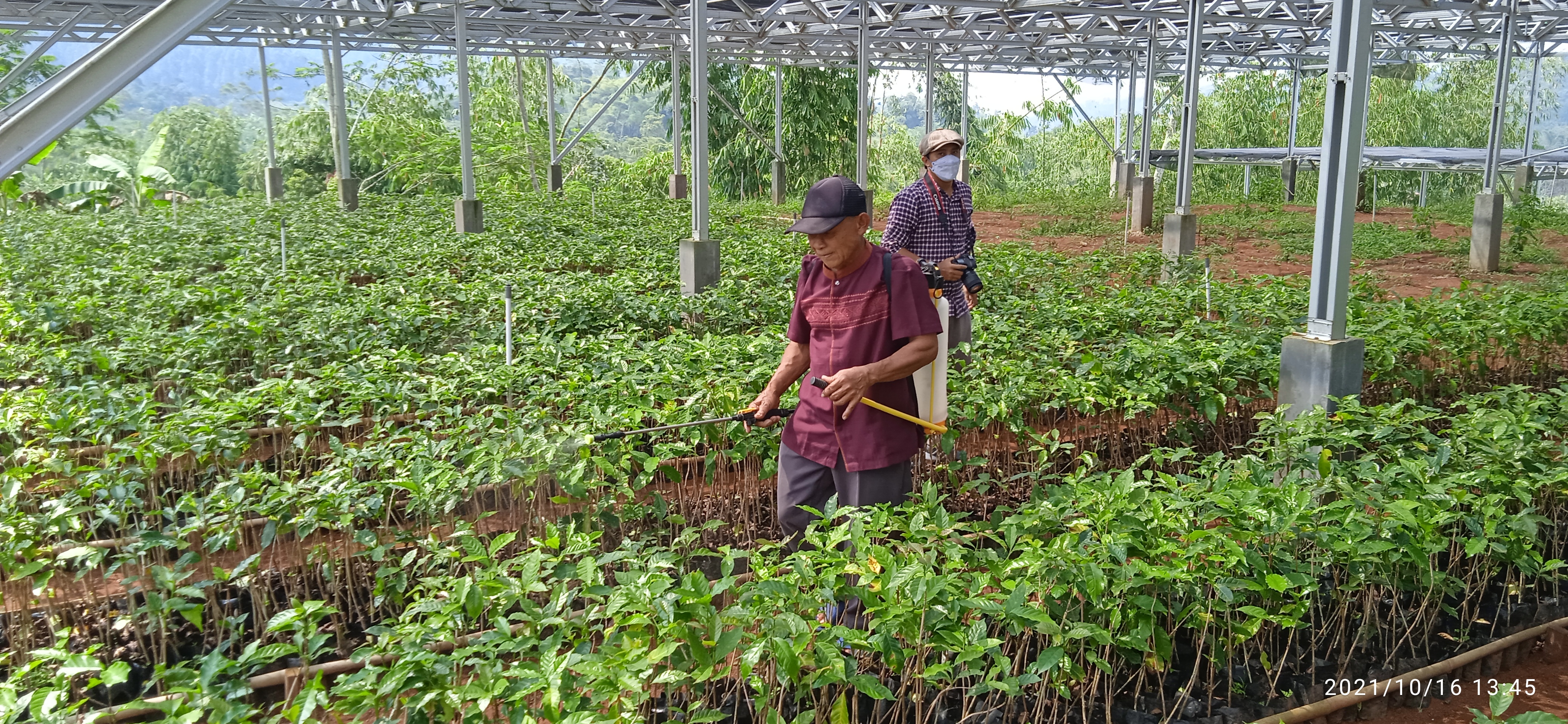 NURSERY CENTER   CIDADAP CIANJUR SIAP PENUHI KEBUTUHAN BENIH KOPI PEKEBUN SEKITAR