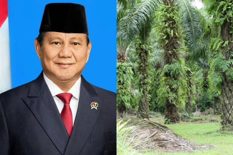 Strategi Terobosan Kebijakan Prabowo tentang Sawit, Analis: Realistis