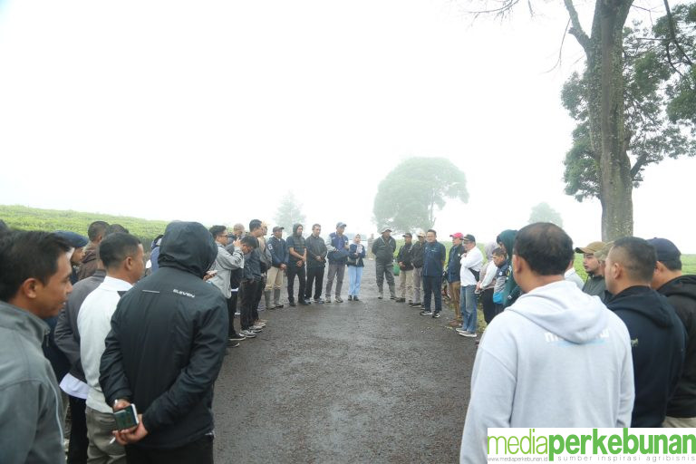 Sukses di Karet, Aplikasi Dfarm Diterapkan untuk Komoditas Teh