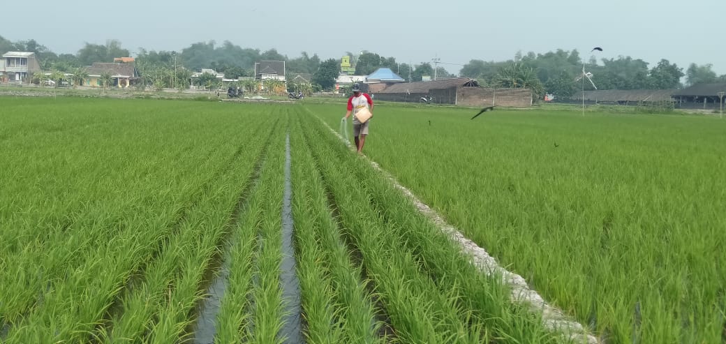 Wilmar Gandeng Petani Gelar Tanam Padi 148 Ha