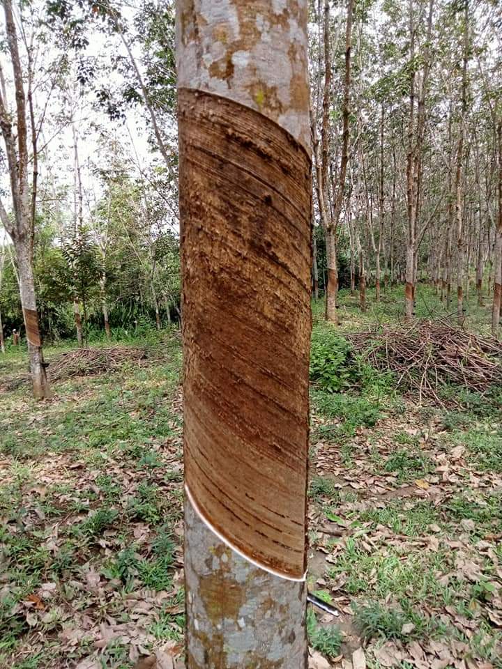 HILIRISASI KARET MUBA, UBAH PETANI DARI PENGHASIL BOKAR MENJADI LATEKS
