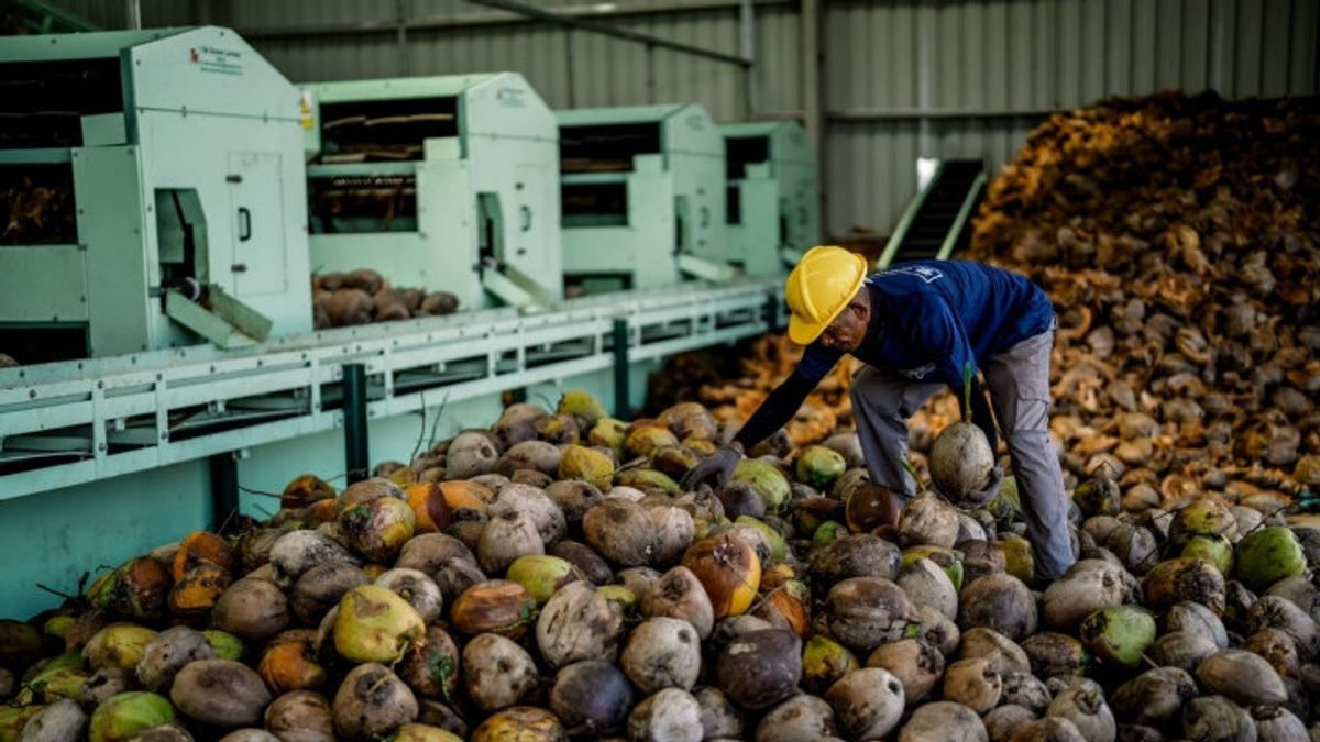 Hilirisasi Kelapa Tahun 2026 Target 154.000 HA